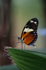 butterfly on a leaf