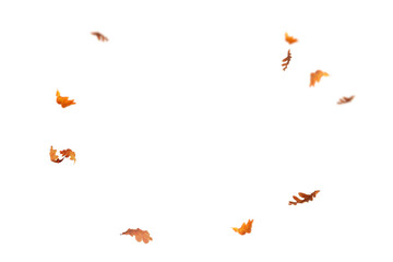 Falling isolated autumn colored leaves png. Autumn Set. Photo Overlays. Leaves in autumn background isolated space for your text	