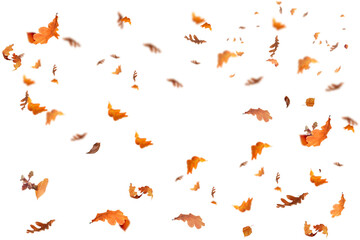 Falling isolated autumn colored leaves png. Autumn Set. Photo Overlays. Leaves in autumn background isolated space for your text	