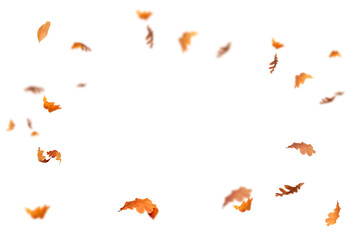 Falling isolated autumn colored leaves png. Autumn Set. Photo Overlays. Leaves in autumn background isolated space for your text	