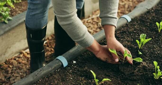 Farmer hands, plants and gardening in fertilizer for sustainability, eco friendly farming and vegetables in agriculture. Person with green leaves and soil for growth, development and agro business