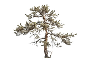 Realistic Pine tree isolated on transparent background - high quality PNG for design projects