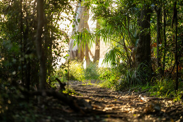 path in tropical rainforest in australia