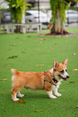 Happy dogs Welsh Corgi Pembroke with friends play and do exercise together in the pet park with artificial grass.