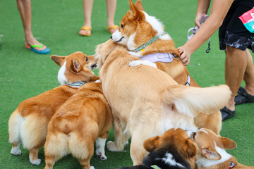 Happy dogs Welsh Corgi Pembroke with friends play and do exercise together in the pet park with artificial grass.