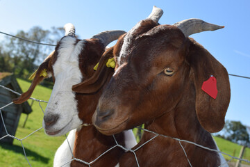 Two goats behind a fence on a farm in a bright sunny day in close-up