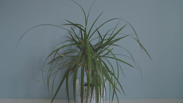 Dragon tree or dracaena marginata plant on pedestal in living room, beautifully designed home interior.