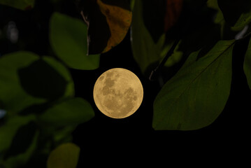 Full moon on sky with tree leaves.