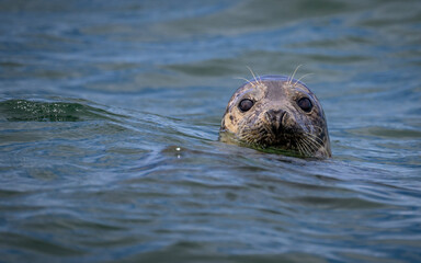 Portrait of Grey seal in water
