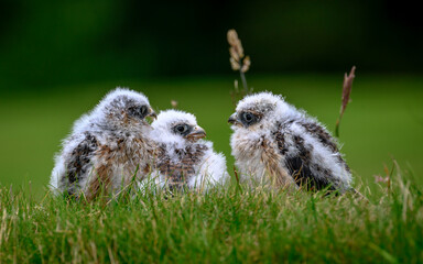 Three red footed falcon chicks © Ian
