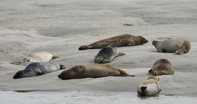 Common seals, the Somme bay, Picardy, France