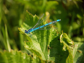 blue dragonfly on leaf