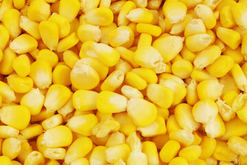  Raw corn seeds close up