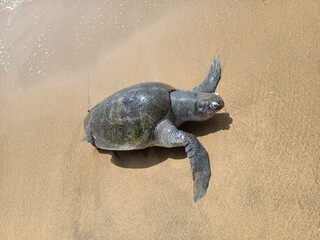 turtle on the sand