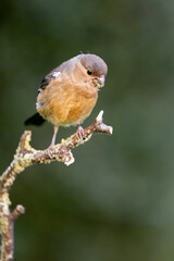 Juvenile Eurasian Bullfinch (Pyrrhula pyrrhula) looking down, whilst perched on a thin branch, with copy space - Yorkshire, UK in September
