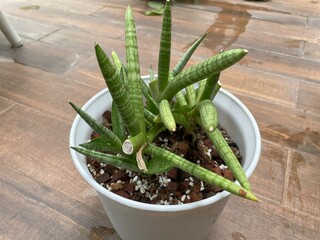 Aloe vera plant in a pot