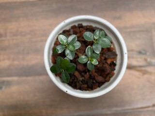 Banyan Tree, young plant growing in a pot filled with soil, surrounded by leaves and bathed in natural light
