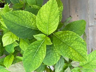 Lush green foliage in various garden settings