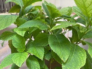 Lush green foliage in various garden settings