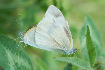 交尾をしているモンシロチョウ