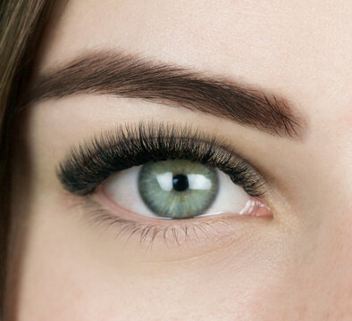 Macro shot of female green and eye with 2d 3d 4d volume long false lashes. Young woman with perfect eyes cat shape and beautiful black eyelash extensions. Closeup beauty photo of lash extension