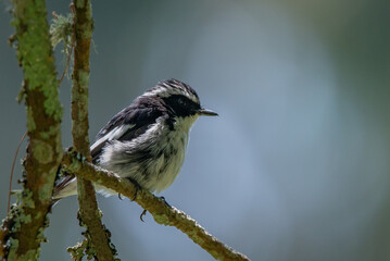 A male little pied flycatcher ficedula westermanni perching on a shady branch, natural bokeh background 