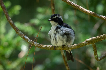A male little pied flycatcher ficedula westermanni perching on a shady branch, natural bokeh background 