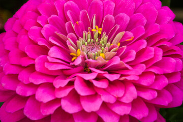 Fototapeta premium Pink Zinnia.