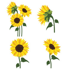 Yellow sunflower background.Eps 10 vector.