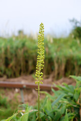 Blossom actaea simplex plant on mountain