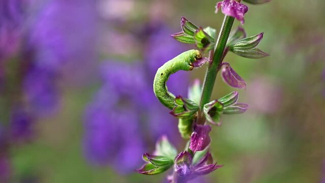 caterpillar crawling on leaves, eating flowers