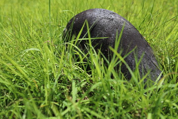 草場に突き出す小岩