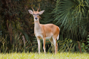 Naklejka na ściany i meble A male white-tailed deer (Odocoileus virginianus), or buck, in Myakka River State Park in southwest Florida
