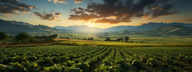 Fototapete Wiese, Sumpf crop field at sunset with green plants growing in a field, in the style of photo-realistic landscapes,Generative AI