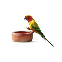 Parrot eats nuts in a cup isolated on white background