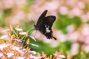The butterfly on the pink Habenaria rhodocheila Hance  flower.