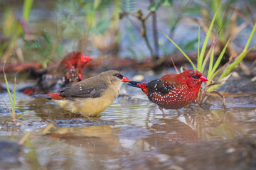 Red-Avadavat(Amandava amandava), beautiful bird in  the puddle.