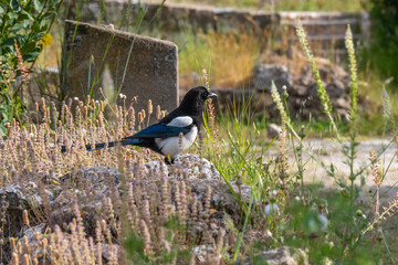 A beautiful Eurasian Magpie among the ruins at the Ancient Agora in Athens, Greece
