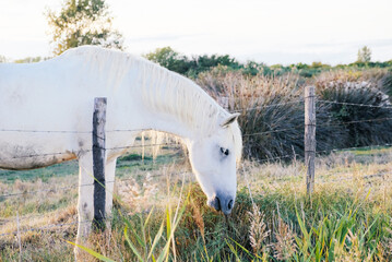 The Camargue horse grazing in the Camargue area in southern France, it is considered one of the...