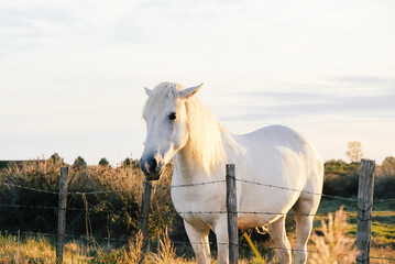 The Camargue horse grazing in the Camargue area in southern France, it is considered one of the...