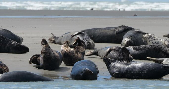 grey seals, the Somme bay, Picardy, France