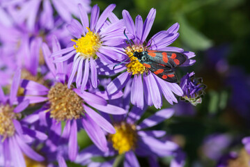 Six-spot Burnet (Zygaena filipendulae) sitting on a pink daisy in Zurich, Switzerland