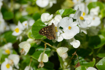 Speckled Wood Butterfly (Pararge aegeria) sitting on a white flower in Zurich, Switzerland