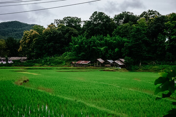 Green rice fields come back again in the rainy season.
