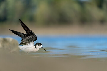 Ready to fly, fine art portrait of black winged stilt (Himatopus himantopus)