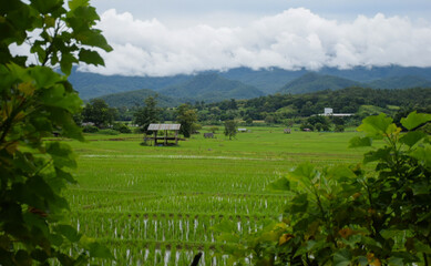 Green rice fields come back again in the rainy season.
