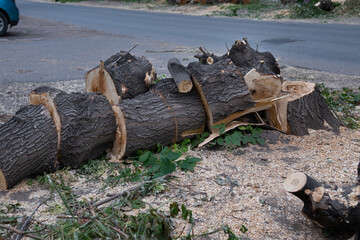 Fototapeta premium Deforestation. Forest degradation. New construction of wooden houses. Stumps in the forest. Eco concept.