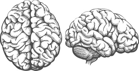 Human brain top and side view