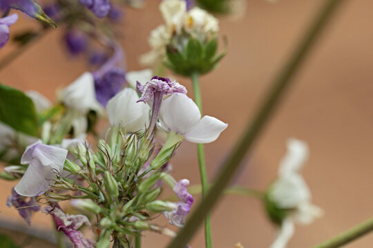 Fading autumn phloxes of outgoing summer