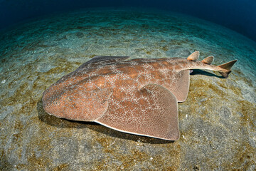 Japanese Angelshark Swimming Underwater in Chiba, Japan
